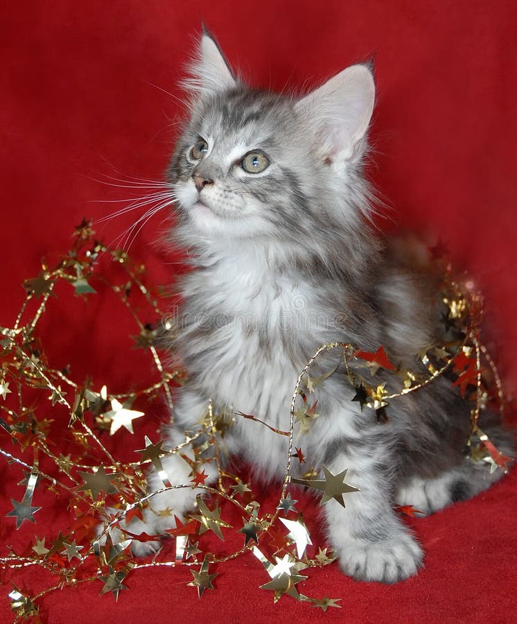 Kitten and Christmas Decorations Stock Photo Image of tinsels