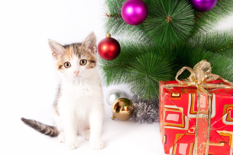 Two Young Kitten Looking Curiously Out of a Window Stock Image - Image ...