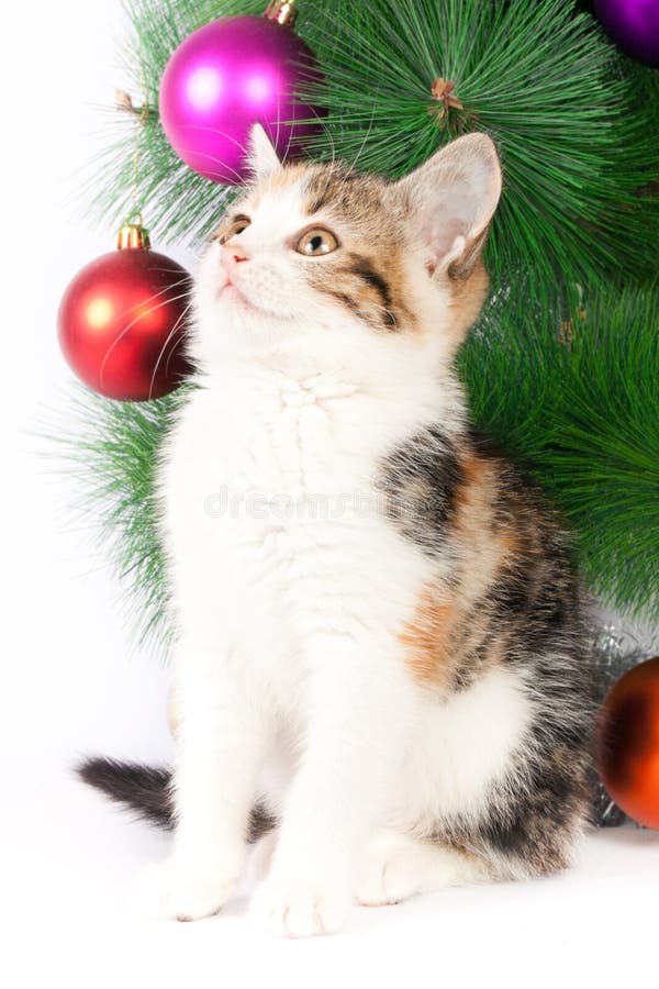 Kitten and Christmas Decorations Stock Photo Image of kitten, objects