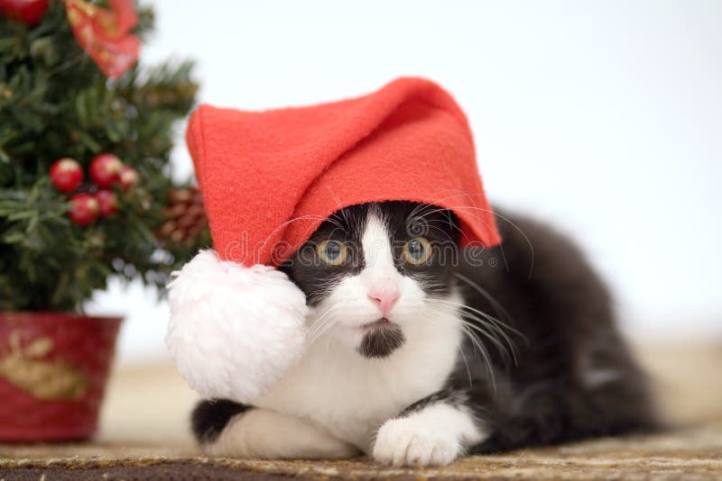 Kitten And Christmas Tree Picture. Image 3316806