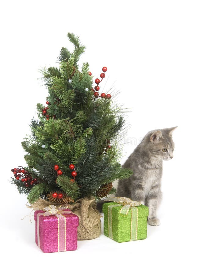 kitty in christmas tree