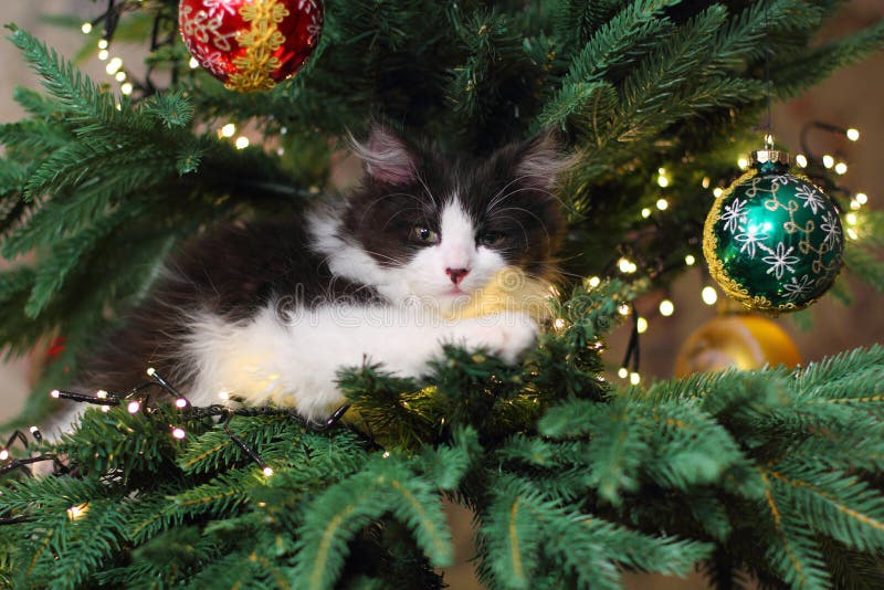 kitten proof christmas tree