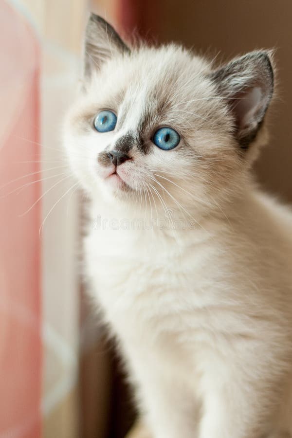 Kitten close-up indoors