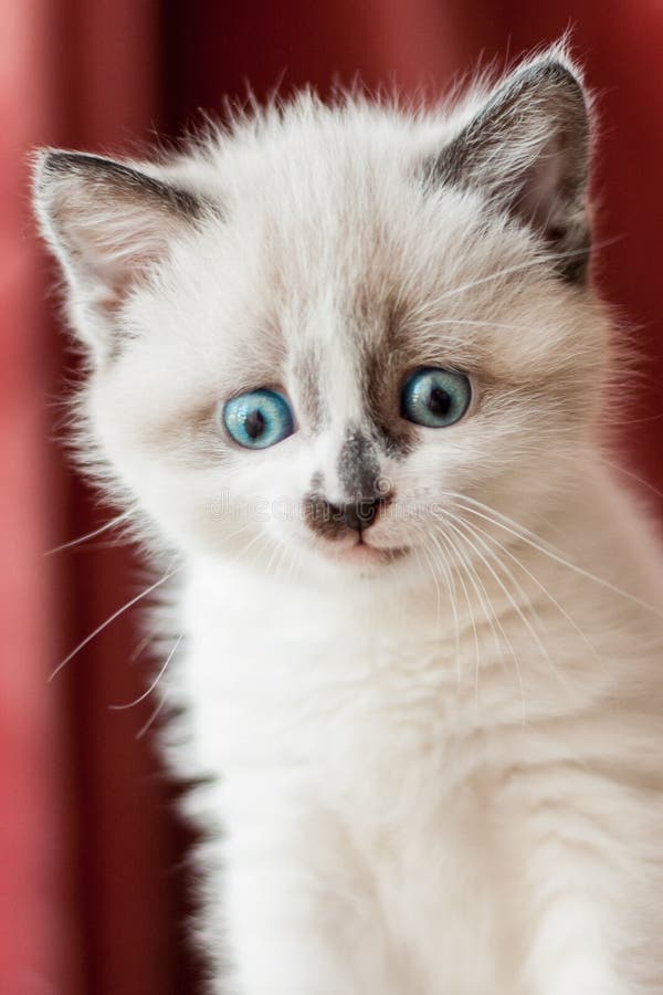 Kitten close-up indoors