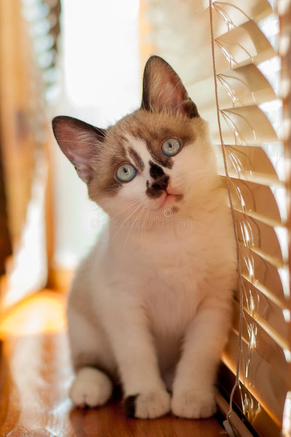 Kitten close-up indoors