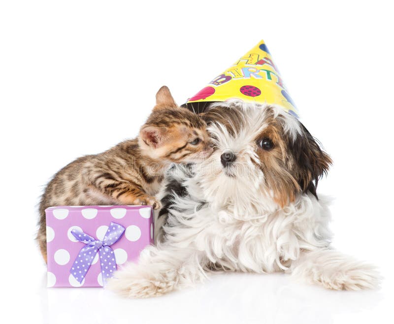 Kitten congratulates puppy happy birthday. isolated
