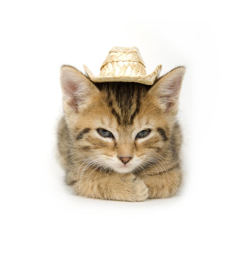 Kitten and cowboy hat