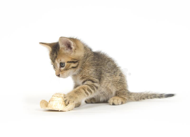 Kitten and cowboy hat