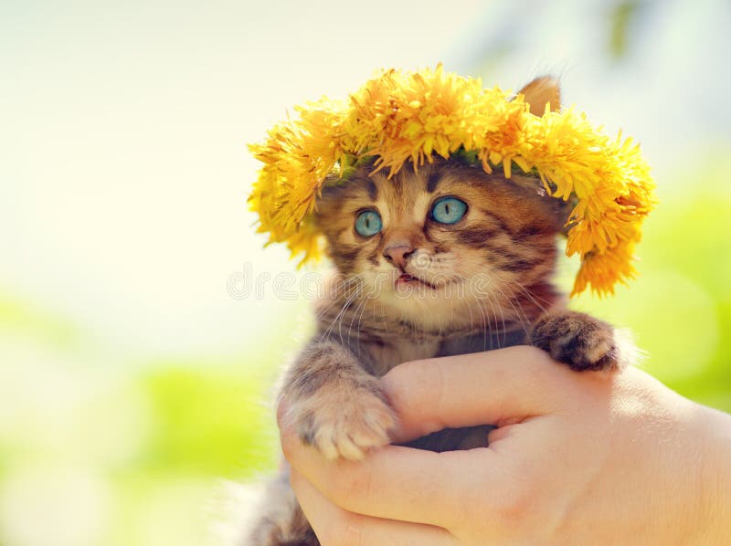 Carino poco Gattino incoronato ghirlanda da dente di leone una donna mani.