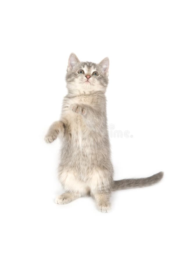 Kitten dancing stock photo. Image of cute, tail, background 7341614