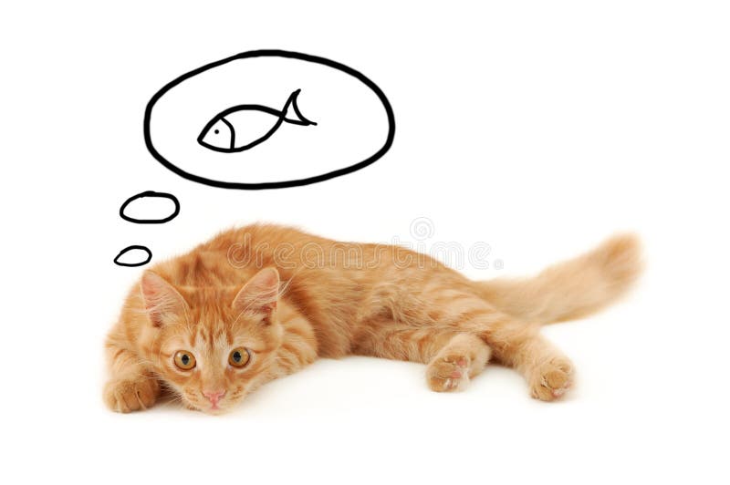 Kitten dreaming stock photo Kitten dreaming stock photo