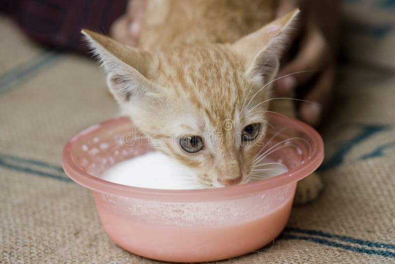 Kitten drinking milk stock image. Image of eating, medicine 11140575