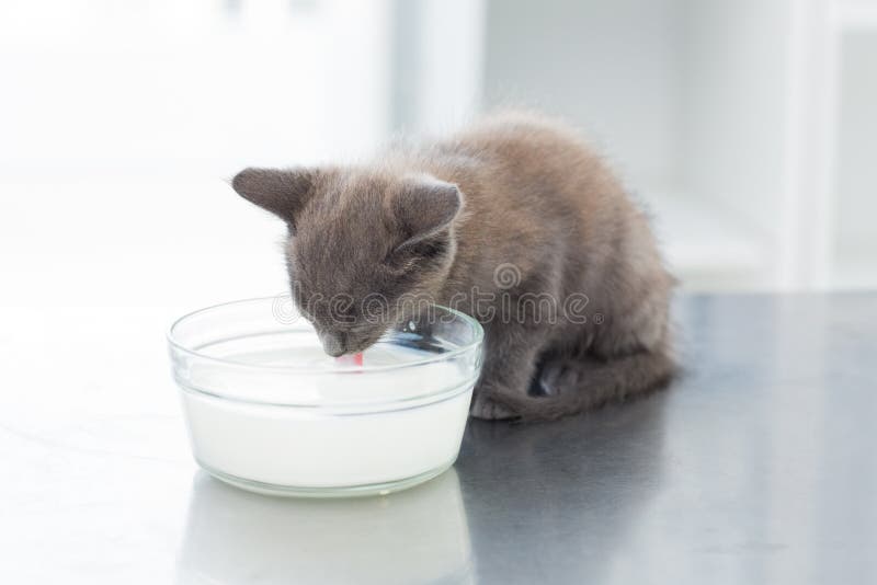 cute cat drinking milk