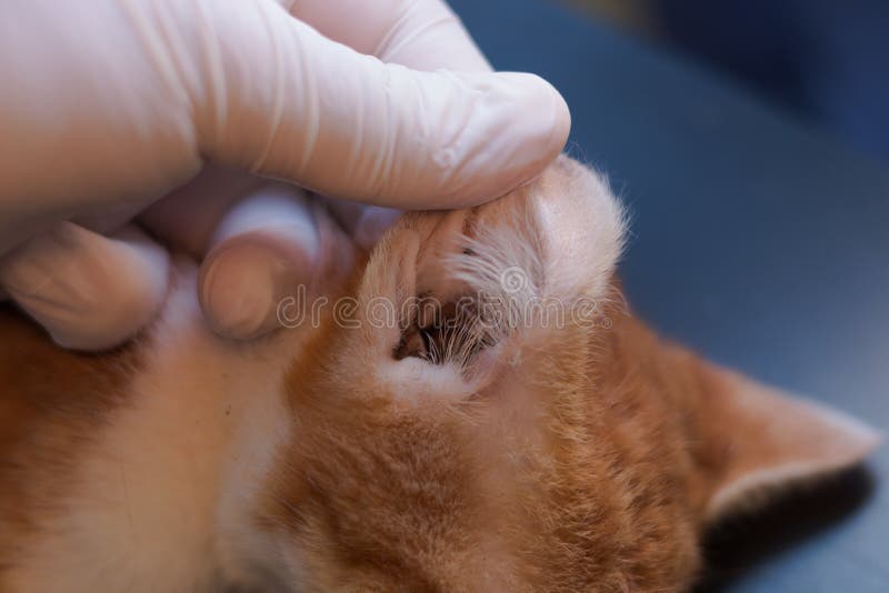 Kitten with ear mites stock image. Image of doctor, feline 137862661