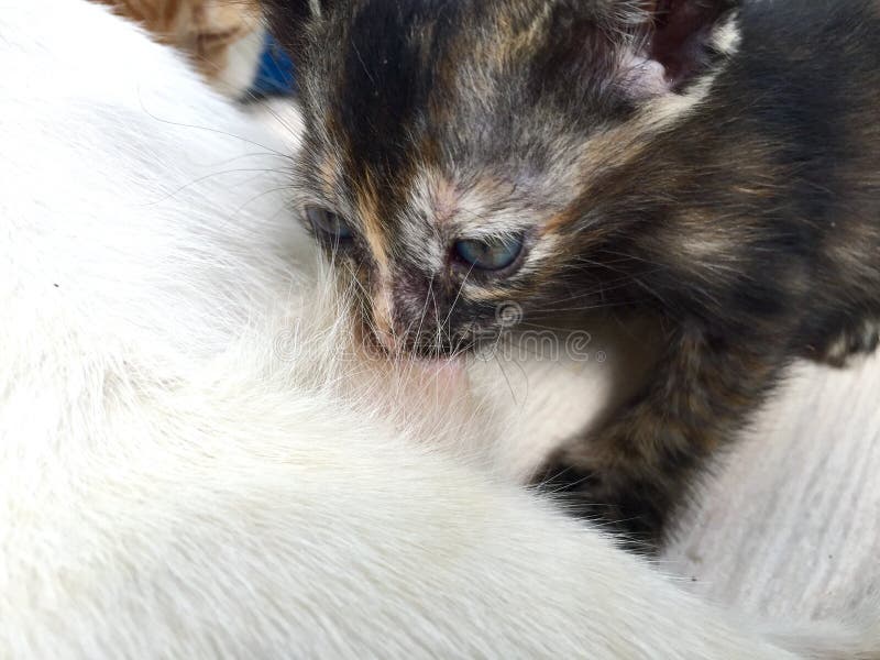 Kitten eat milk stock image. Image of baby, kitten, food 76287487