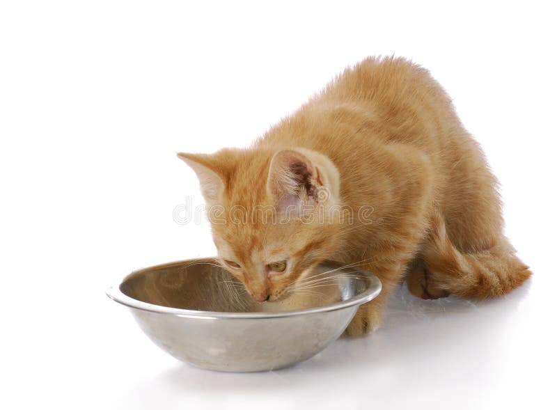 Kitten eating stock photo Kitten eating stock photo
