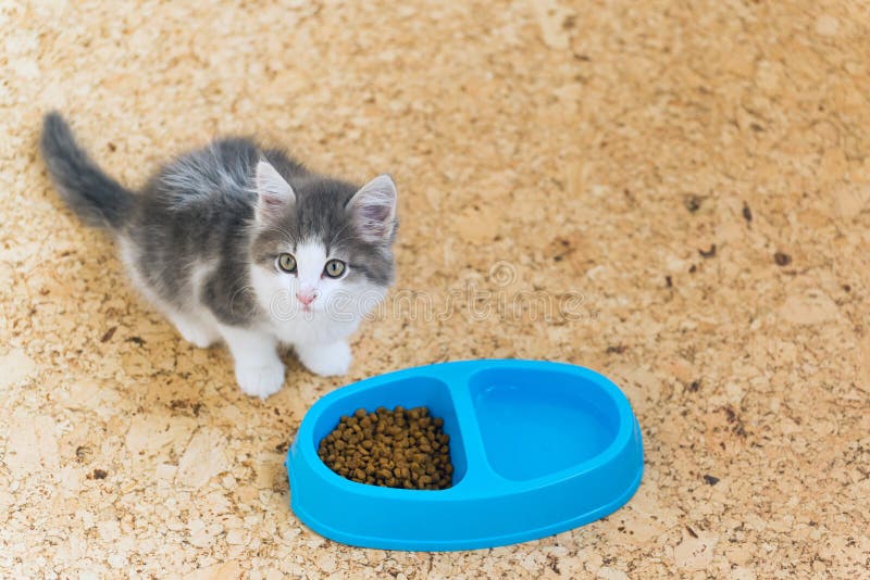 Kitten is Eating Dry Food from a Plate Stock Image Image of food