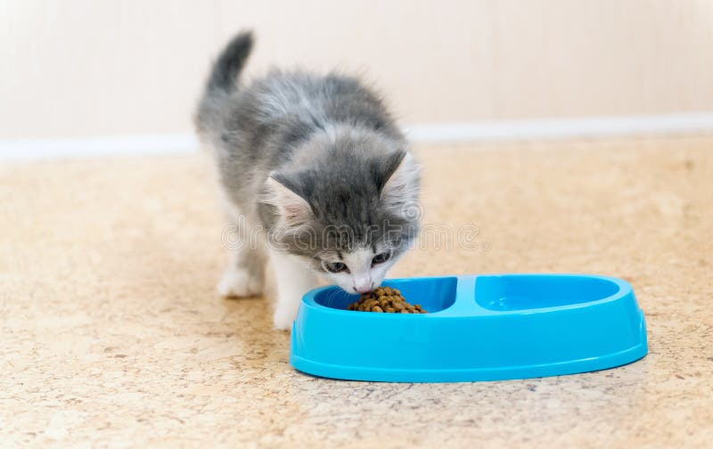 Kitten is Eating Dry Food from a Plate Stock Photo Image of bowl