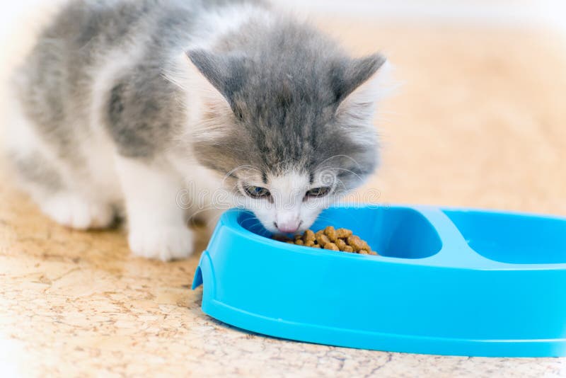 Kitten is Eating Dry Food from a Plate Stock Image Image of white