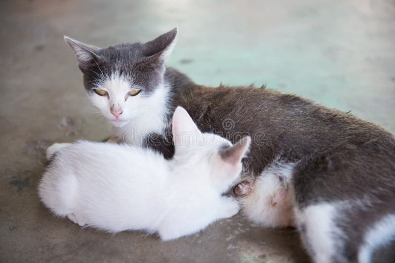 971 Kitten Eating Milk Mother Cat Stock Photos Free & RoyaltyFree