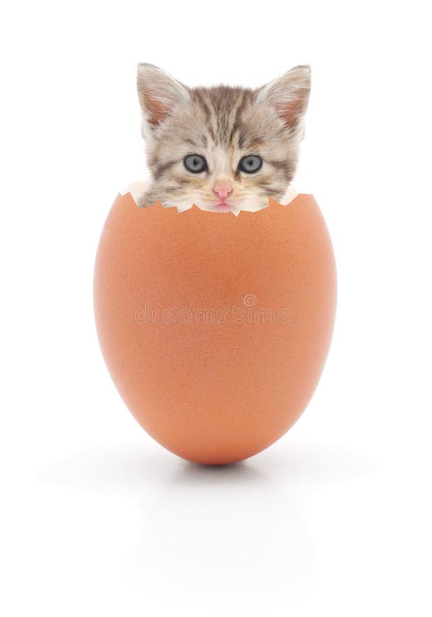 3,028 Cat Eggs Stock Photos Free & RoyaltyFree Stock Photos from