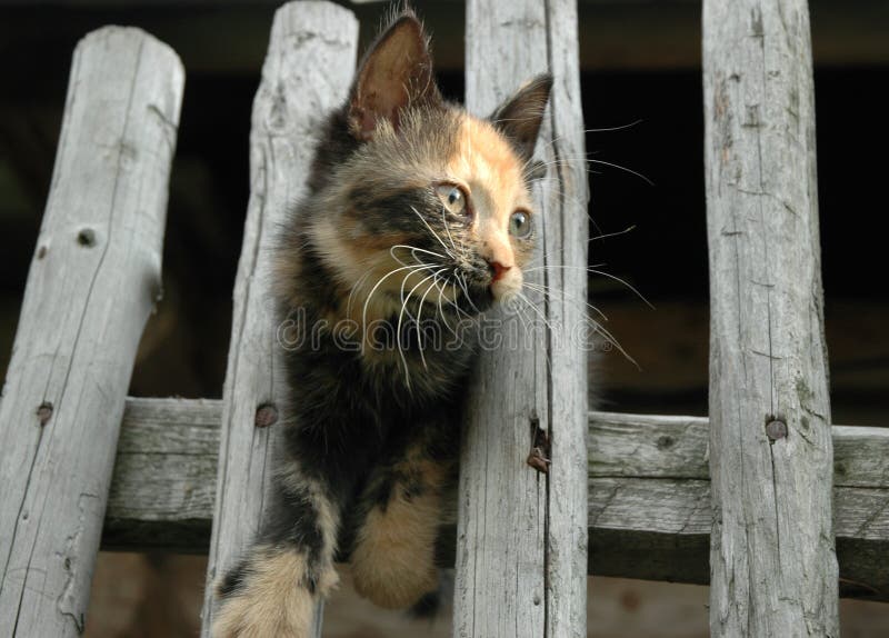 Piebald cat on the fence stock image. Image of snow, beautiful 23309201