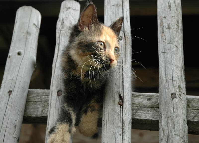 Kitten on the fence