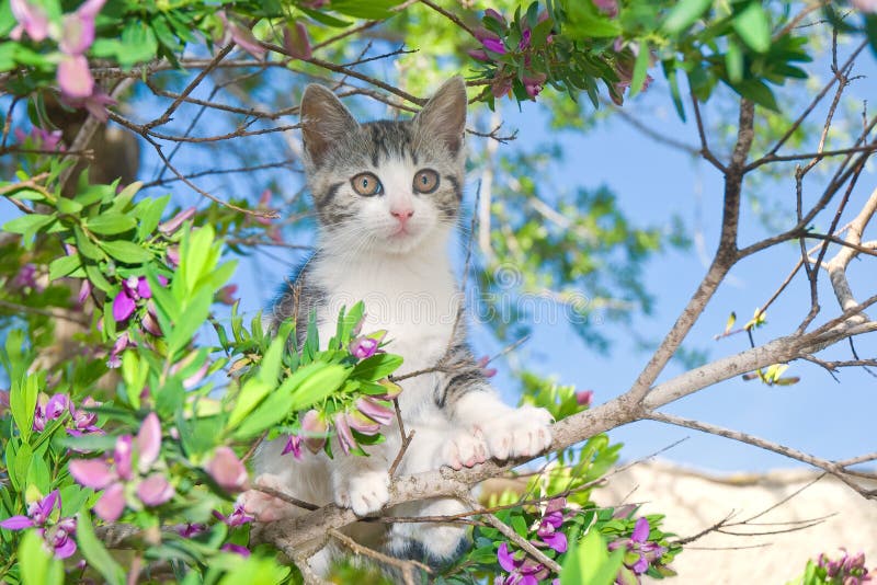 Kitten in Flowering Tree stock photos