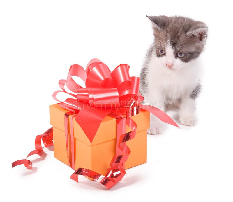 Kitten with a gift stock image. Image of lovable, domestic 21469221