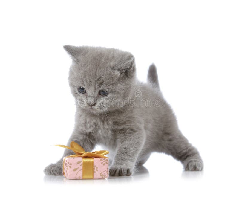 Happy Birthday Bumbe Happy birthday cat, Cat birthday, Cat birthday party