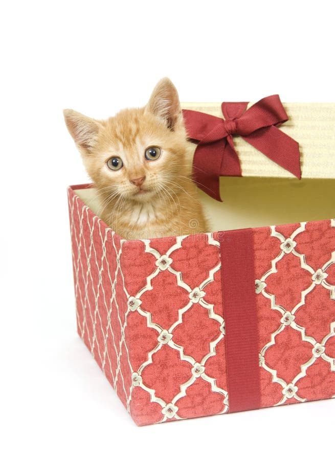 2,206 Kitten Inside Box Stock Photos Free & RoyaltyFree Stock Photos
