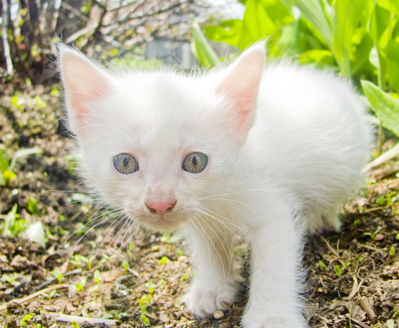 Kitten in the grass