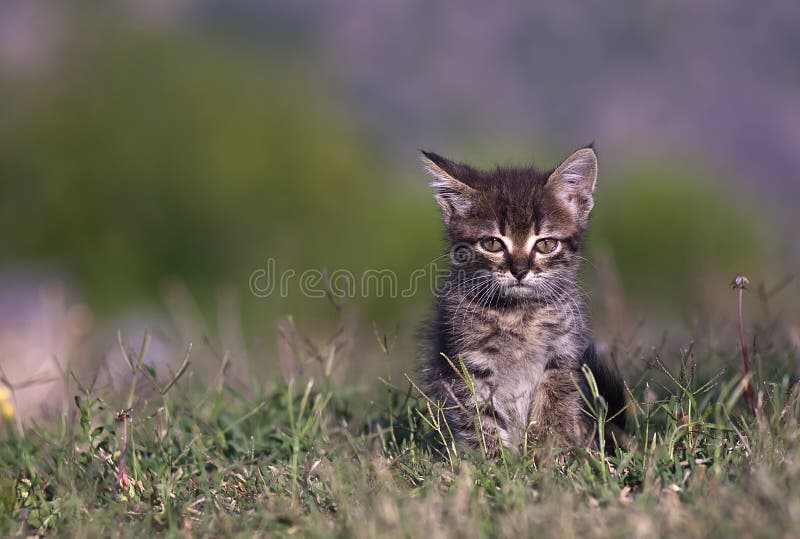 Kitten in the green grass