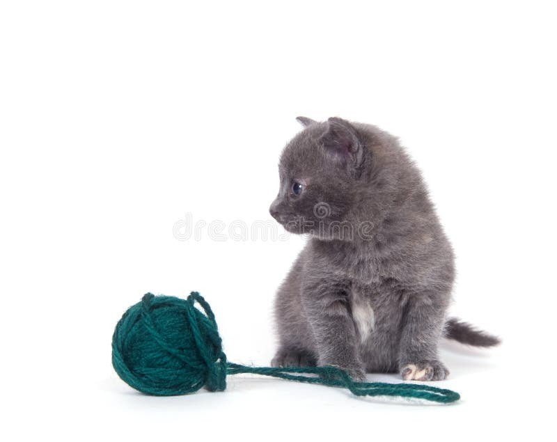 Kitten and green yarn stock image. Image of green, mammal 9995055