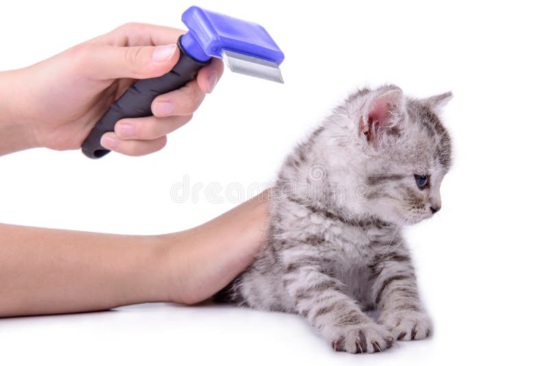 kitten comb