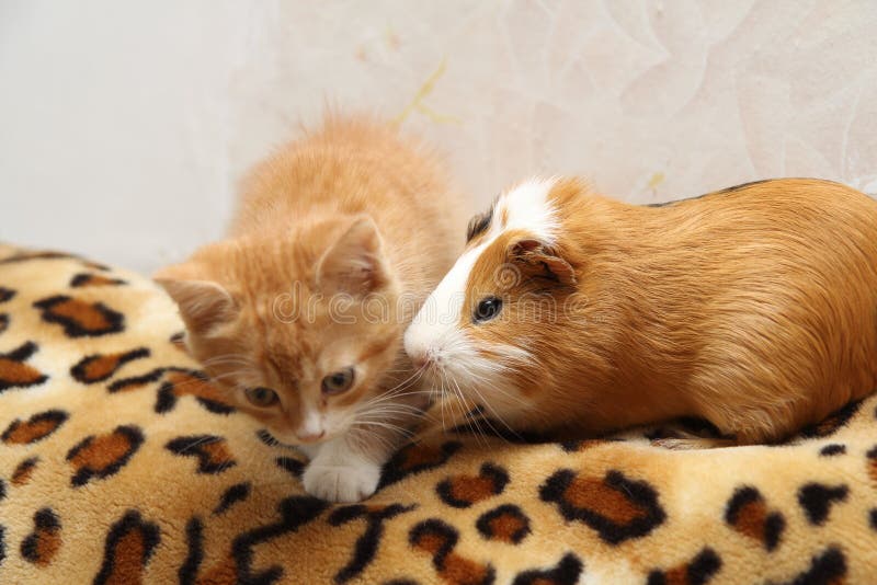 Kitten and guinea pig 2 stock photo. Image of animals 179332856