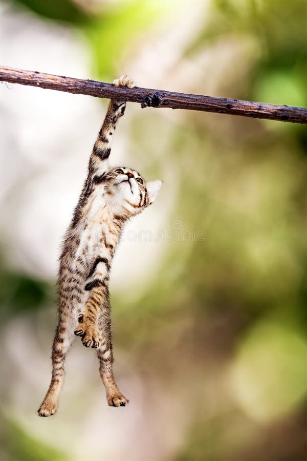 Kitten Hanging From Tree Branch