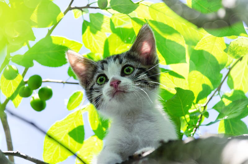 The kitten climbed a tree and is afraid to go down. Selective Focus, close-up