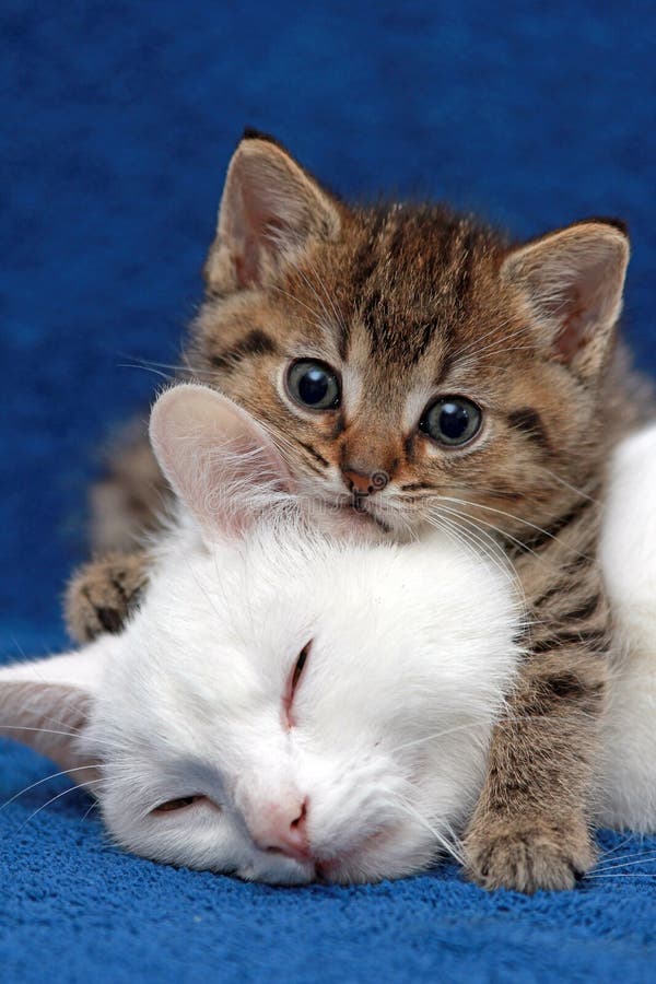 Kitten Lying With Mother Cat Stock Image Image of kittens, small