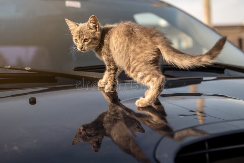 Kitten on the Hood of a Car. Street Cat Warms on the Hood of the Car