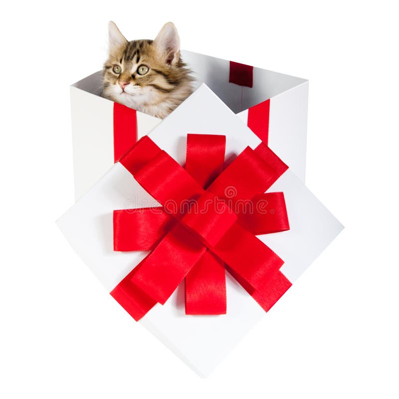 Kitten inside gift box stock image. Image of profile 43699663