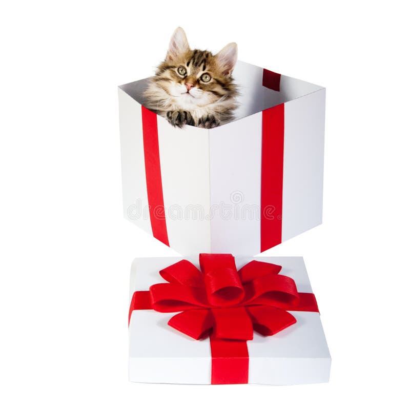 Kitten inside gift box stock photo. Image of background 43699708