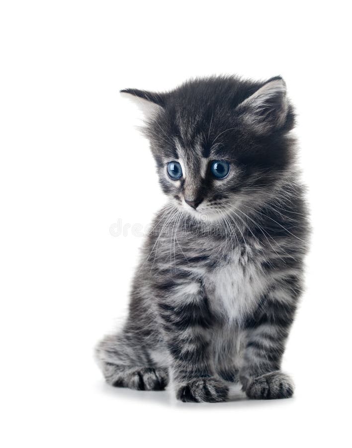 Kitten isolated stock image. Image of portrait, curiosity - 17311513