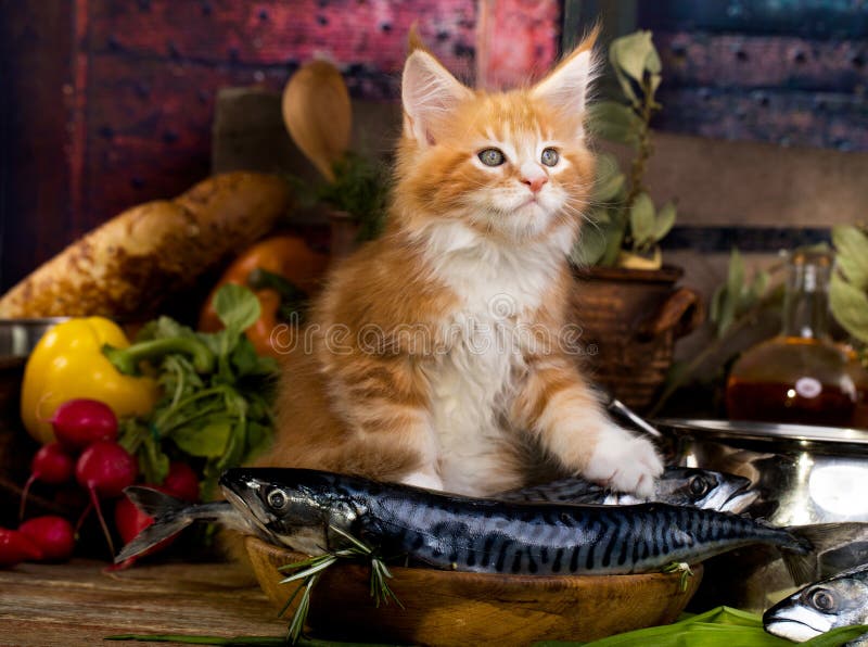 cook fish for cat
