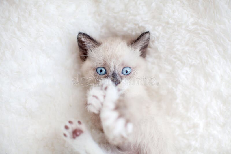 Kitten on a Knitted Blanket Stock Image - Image of blanket, kitten ...