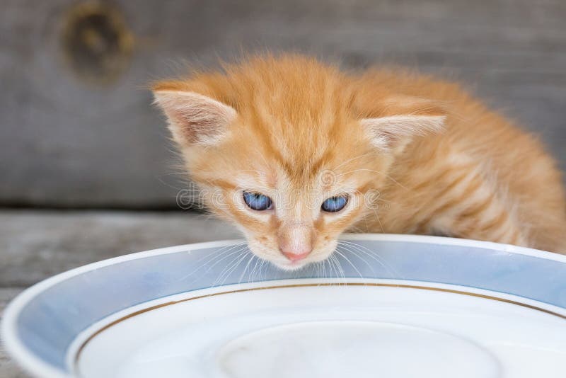 Kitten laps milk stock photo. Image of nutrition, feline - 120287062