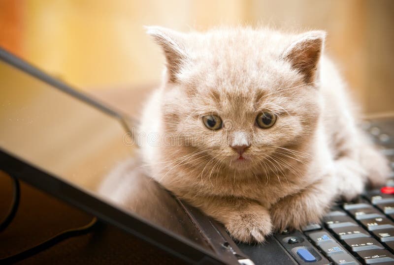 Kitten on a Laptop stock photo. Image of close, place 16588130