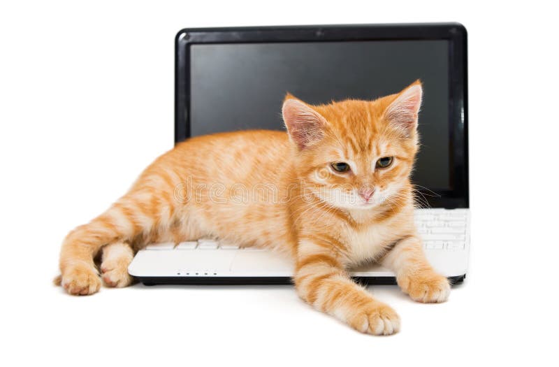 Cat and laptop stock photo. Image of studying, adorable 2482042