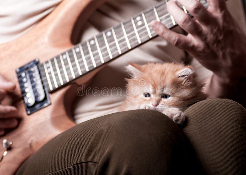 Kitten lays on man s lap who playing a guitar