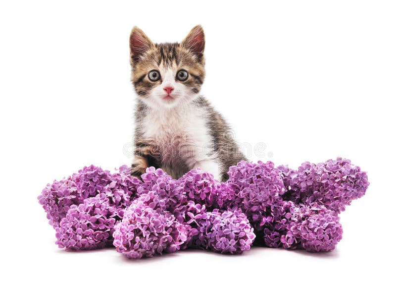 Kitten in lilac stock photo. Image of pets, floral, animal 147801822